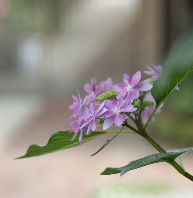 紫色のお花